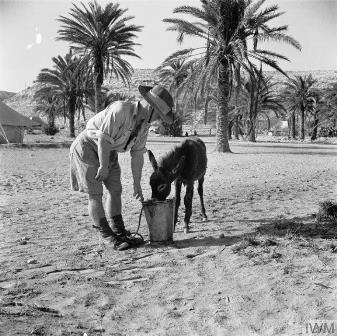 Helping a donkey